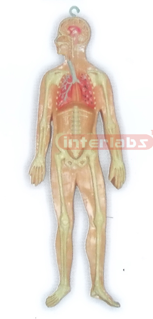 HITCH-HANGING HUMAN SKELETAL RESPIRATORY SYSTEM MODEL